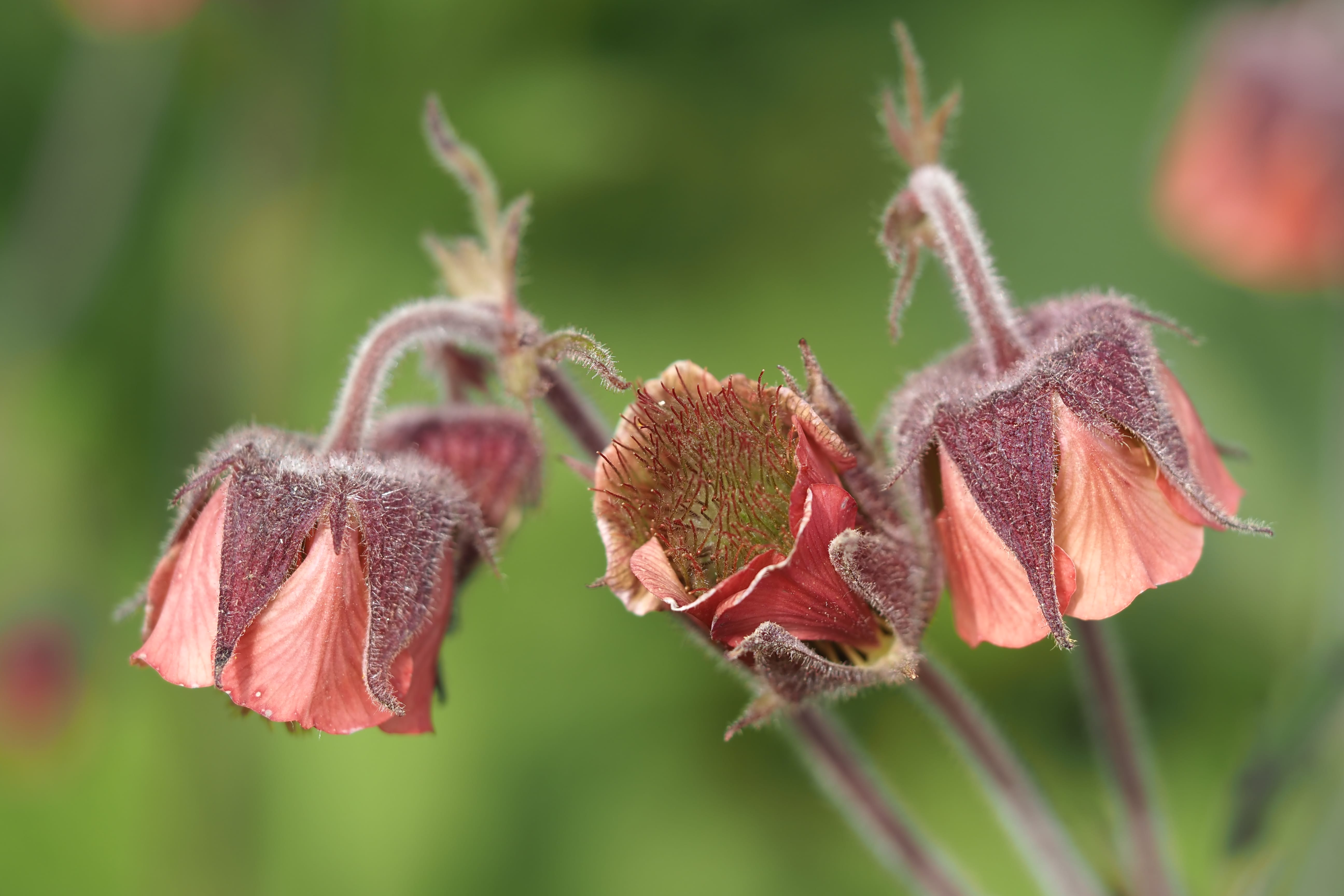 Bachnelkenwurz – Naturaufnahme von Salute Gesundheit
